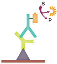 Méréstechnika, analitikai lépések 1. Mintaaprítás, extrakció 2. Immunkromatográfiás tisztítás 3. Származékképzés 4.