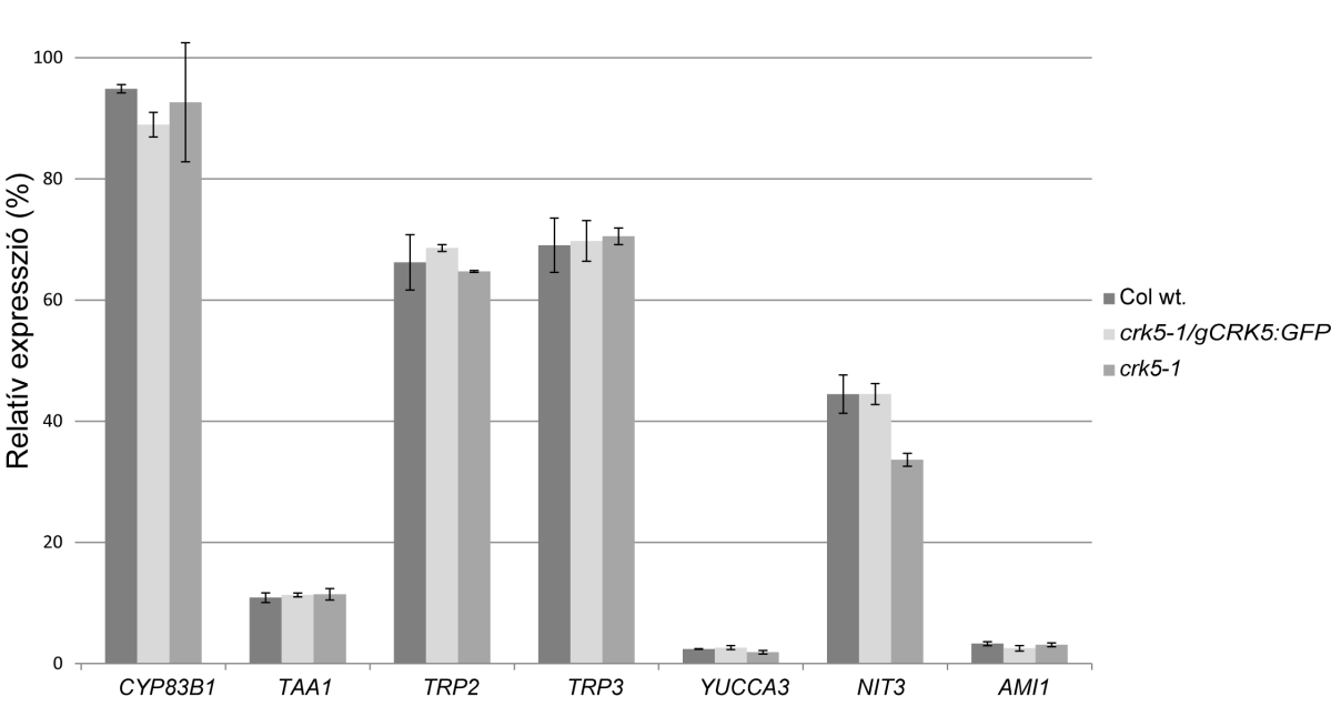 21. Ábra. Az auxin bioszintézisben szerepet játszó kulcs gének mrns szintjeinek összehasonlítása valós idejű kvantitatív PCR-al vadtípusú, crk5-1 és crk5-1:gcrk5-gfp növények gyökereiben.