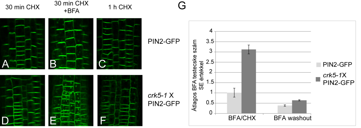 33. Ábra. A PIN2-GFP fehérjét tartalmazó BFA testecskék számának változása a fehérje bioszintézis gátló CHX jelenlétében vadtípusú és crk5-1 mutáns háttérben.