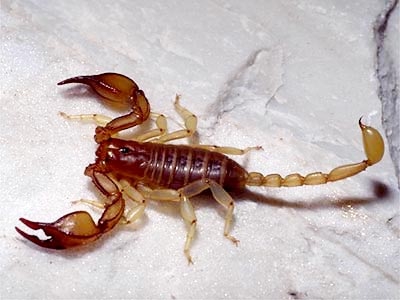 Euscorpius carpathicus (kárpáti skorpió) - szúrása veszélytelen - faunaterületünkön előfordul a Déli Kárpátokban is - a hím nyeles spermatofort rak le - éjszaka aktív, kis ízeltlábúakra vadászik -