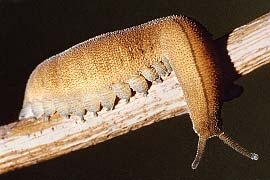 Peripatopsis capensis (fokföldi őslégcsöves) - hengeres teste sűrűn gyűrűzött és szemölcsözött - a törzsön 17
