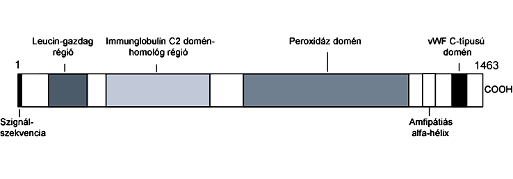 helyét a humán genomon belül a 8. kromoszómán azonosítottuk.