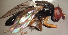 2. Rovarok osztálya (Classis Insecta) Fejfüggelékek: - csáptípusok: füzéres, sertealakú,