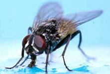 2. Rovarok osztálya (Classis Insecta) Fejfüggelékek: - szájszervtípusok: - rágó (pl.