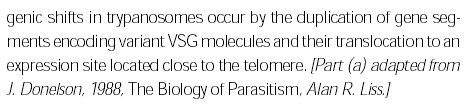Parazitémia-hullámok Trypanosoma-fertőzést követően -antigén-shift a parazita felszíni