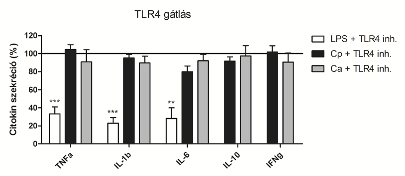 7. Eredmények és értékelés A TLR4 blokkolását Bartonella quintana LPS-sel végeztük, amely a receptor természetes antagonistája [187]. Míg a TLR4 gátlása jelentősen csökkentette az E.