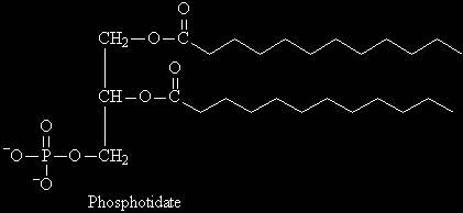 1.2. Foszfatidok