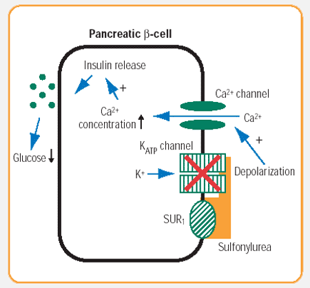 Szulfanilureák 1955: carbutamide, 1957: tolbutamide Az ATP-függő kálium (K ATP ) csatornákat gátolva a hasnyálmirigy béta-sejtjeiben serkenti az