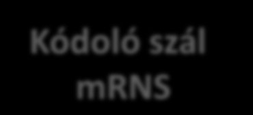 Oligonukleotid primerek nukleotid sorrend Tapadási hely Kódoló szál mrns Tapadási hely Forward Reverz Forward primer nukleotid sorrendje: Megegyezik a kódoló