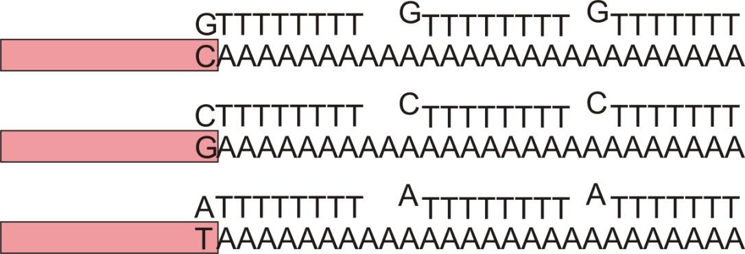 Oligo dt-anchor: Anchor-rész (horgony) VTTTTTTTTT 3 