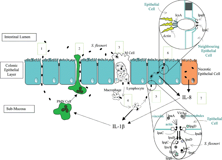 A Shigella invazivitásának modellje A Shigella membrán betüremkedést (ruffling) indukál α 5 β 1 integrin Aktin polimerizáció