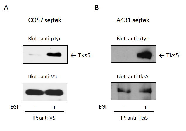 A kísérlet eredménye hasonló volt az overexpresszált V5-Tks5-nél tapasztaltakhoz, azaz a Tks5 fehérje tirozinon foszforilálódott EGF-kezelés hatására (14./B ábra).
