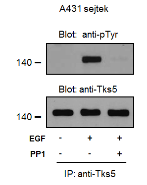 17. ábra A PP1 Src-inhibitor gátolja a Tks5 fehérje foszforilációját A431 sejtekben. A431 sejteket szérummentes médiumban tartottunk egy éjszakán át.