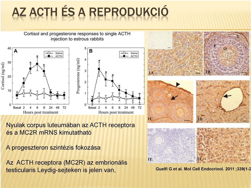 fokozása Az ACTH receptora (MC2R) az embrionális testicularis