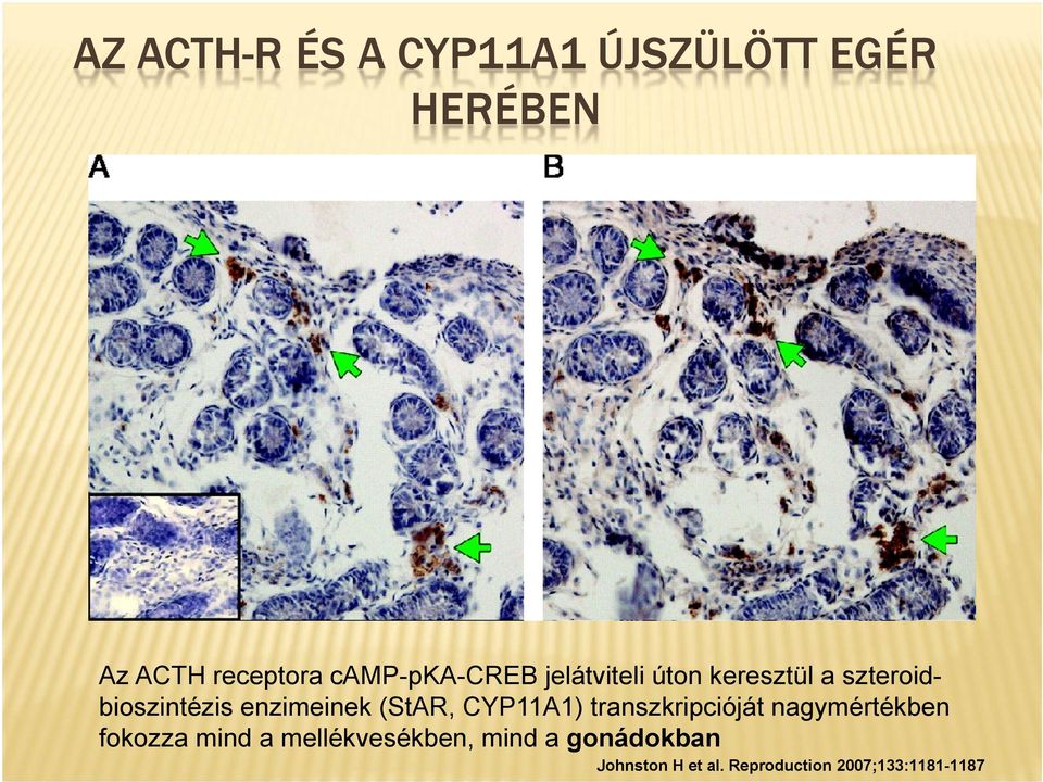 enzimeinek (StAR, CYP11A1) transzkripcióját nagymértékben fokozza mind