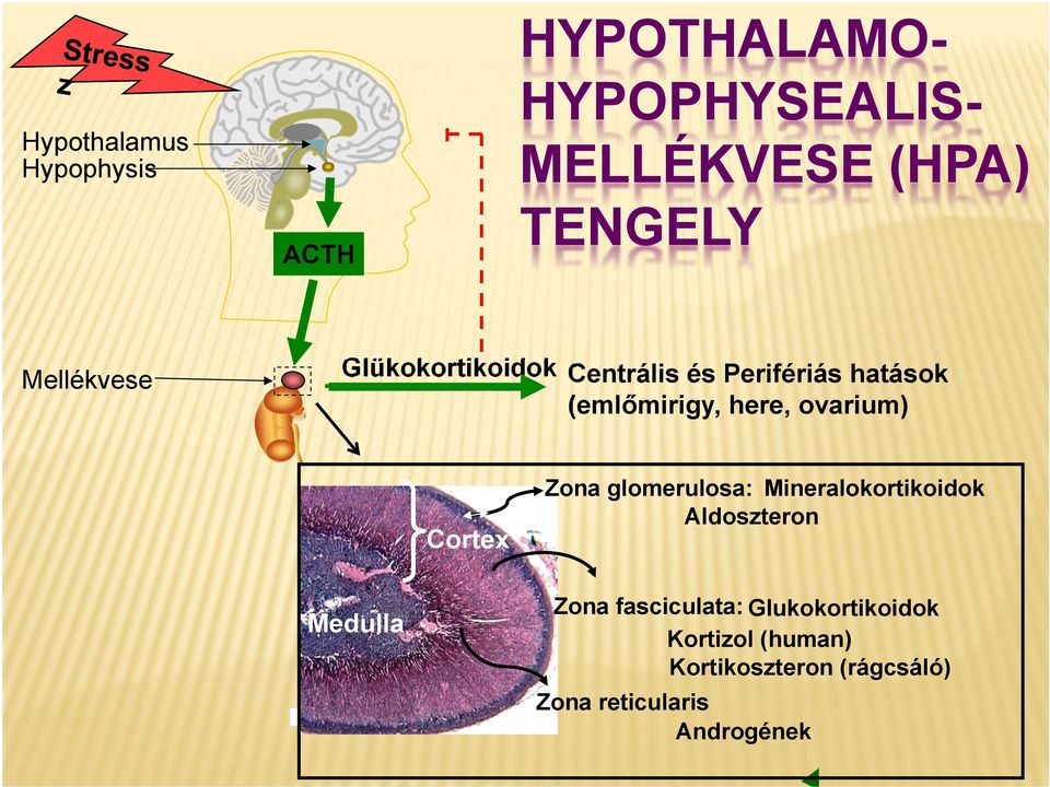 ovarium) Cortex Zona glomerulosa: Mineralokortikoidok Aldoszteron Medulla Zona