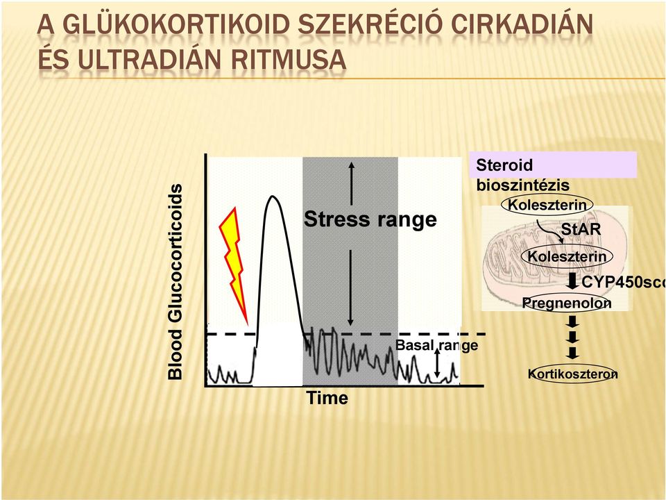 range Time Steroid bioszintézis Koleszterin StAR
