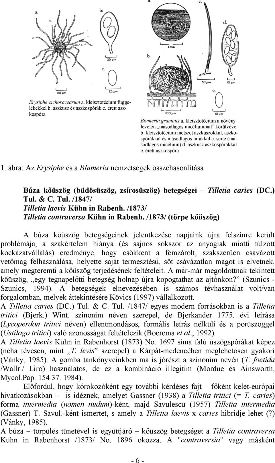ábra: Az Erysiphe és a Blumeria nemzetségek összehasonlítása Búza kőüszög (büdösüszög, zsírosüszög) betegségei Tilletia caries (DC.) Tul. & C. Tul. /1847/ Tilletia laevis Kühn in Rabenh.