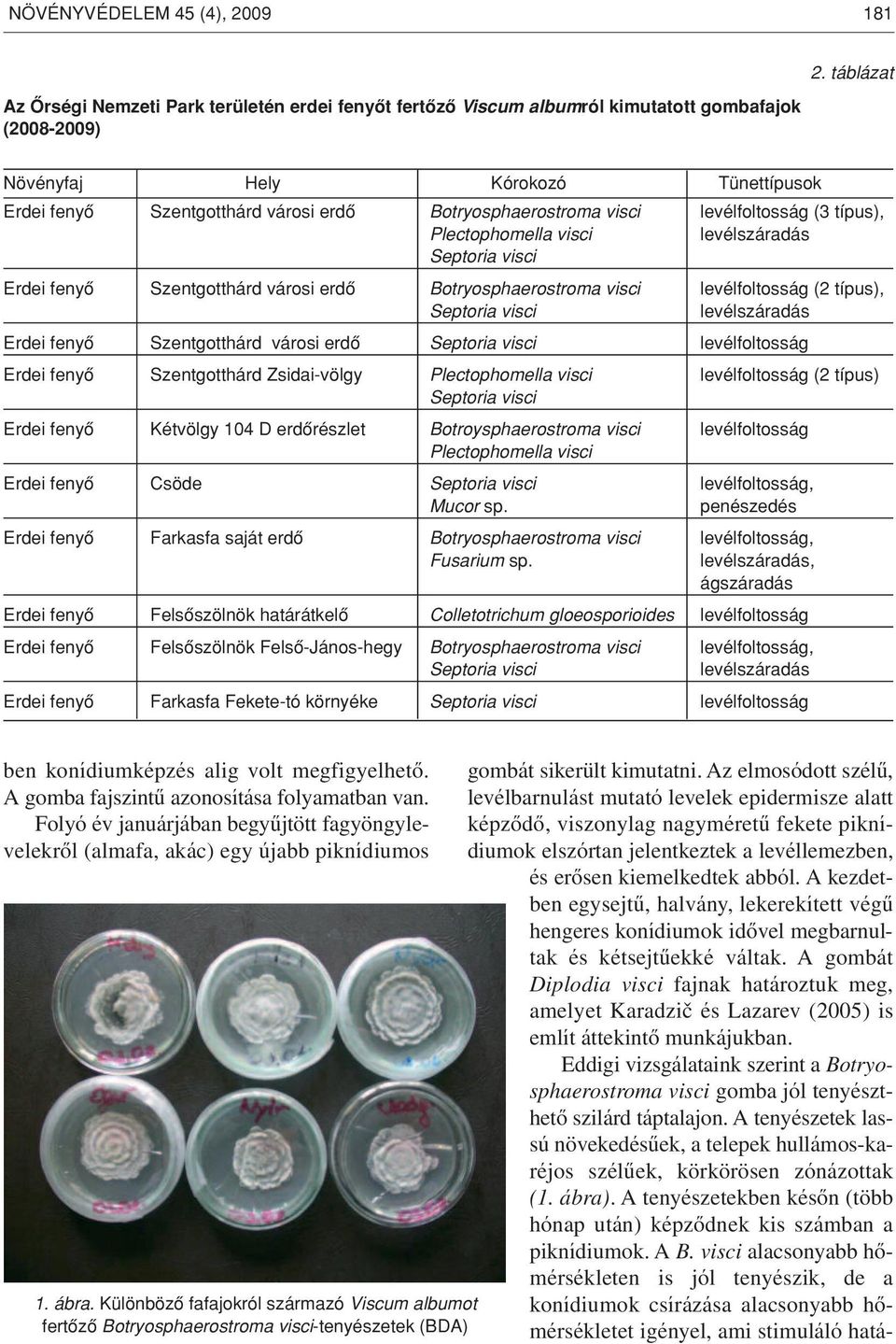 Botryosphaerostroma visci levélfoltosság (3 típus), Plectophomella visci levélszáradás Septoria visci Erdei fenyô Szentgotthárd városi erdô Botryosphaerostroma visci levélfoltosság (2 típus),