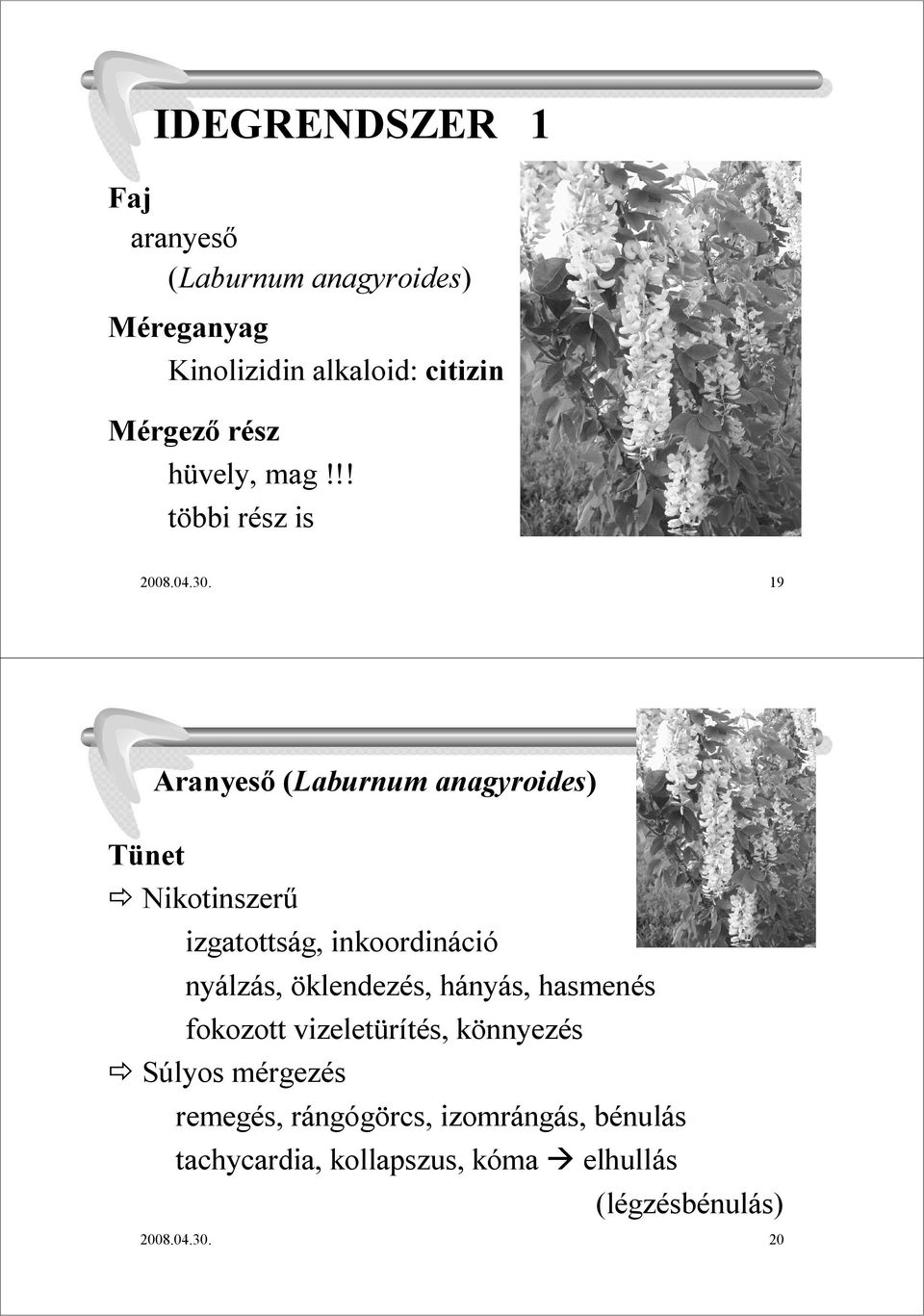 19 Aranyesı (Laburnumanagyroides) Nikotinszerő izgatottság, inkoordináció nyálzás, öklendezés,