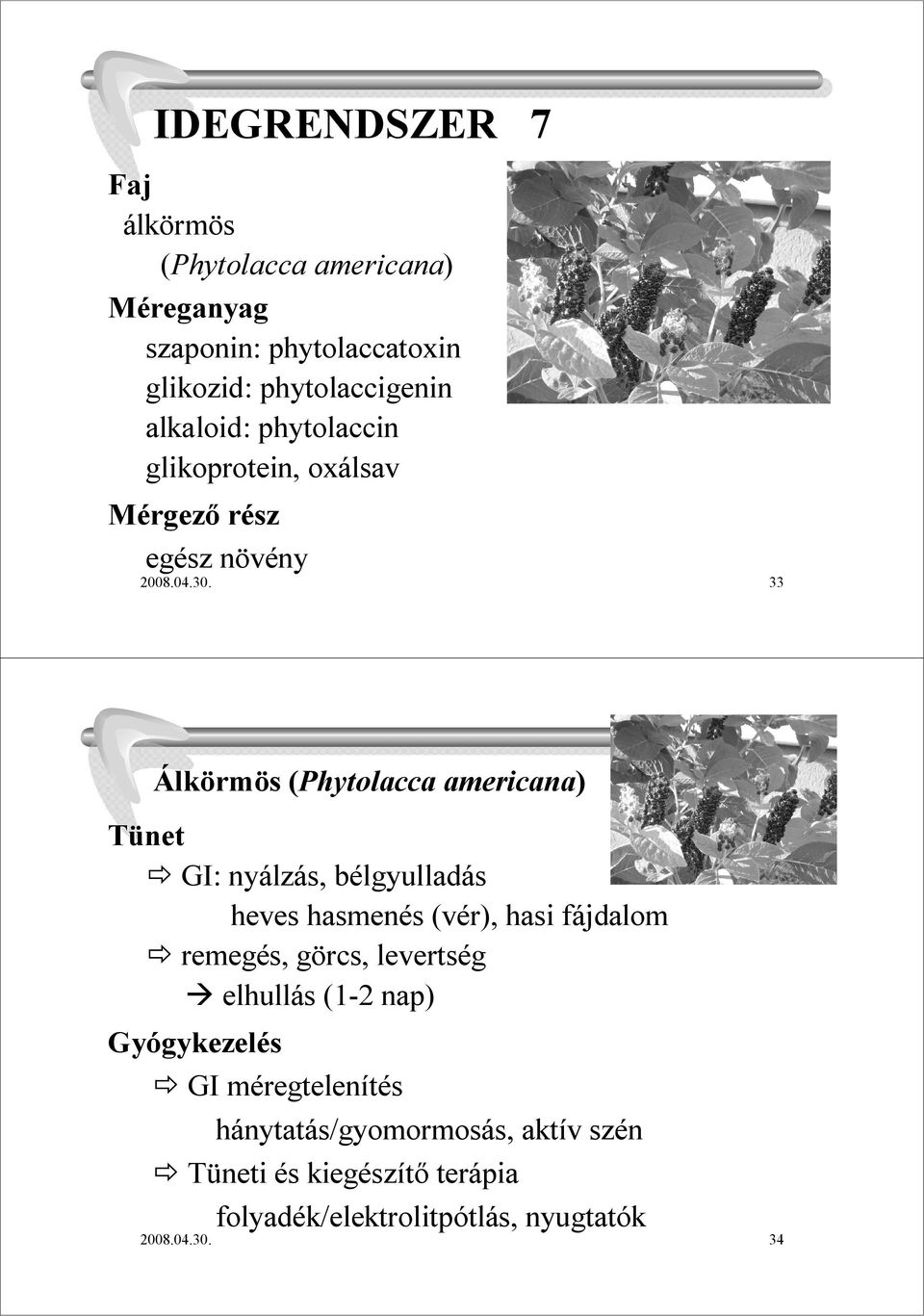 33 Álkörmös (Phytolacca americana) GI: nyálzás, bélgyulladás heves hasmenés (vér), hasi fájdalom