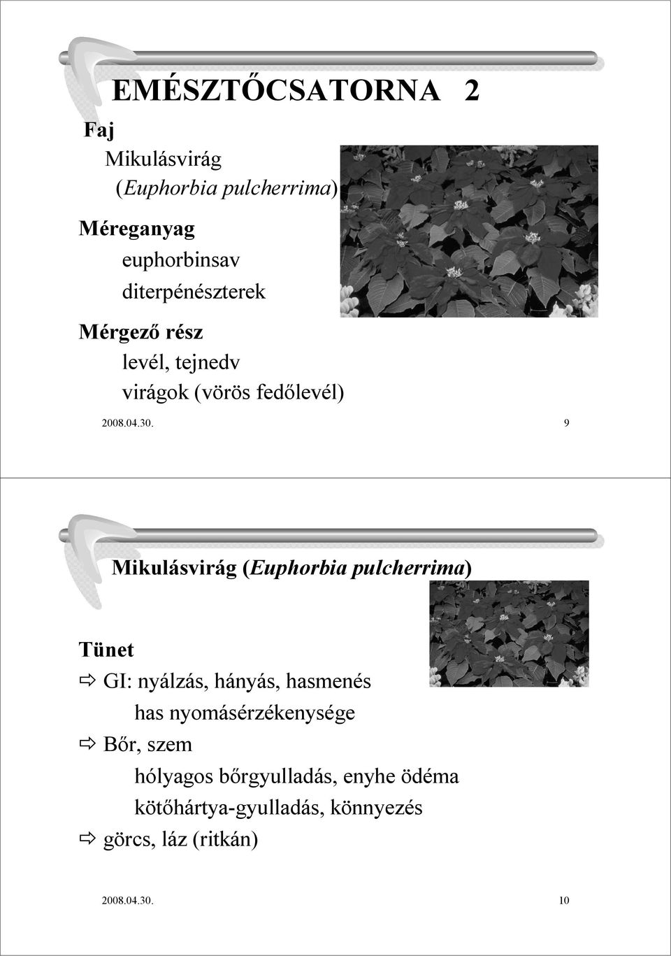 9 Mikulásvirág (Euphorbiapulcherrima) GI: nyálzás, hányás, hasmenés has