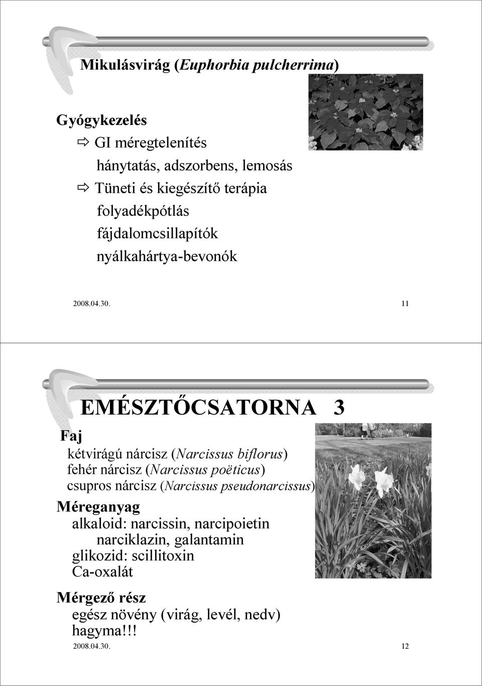 11 EMÉSZTİCSATORNA 3 kétvirágú nárcisz (Narcissus biflorus) fehér nárcisz (Narcissus poëticus) csupros nárcisz