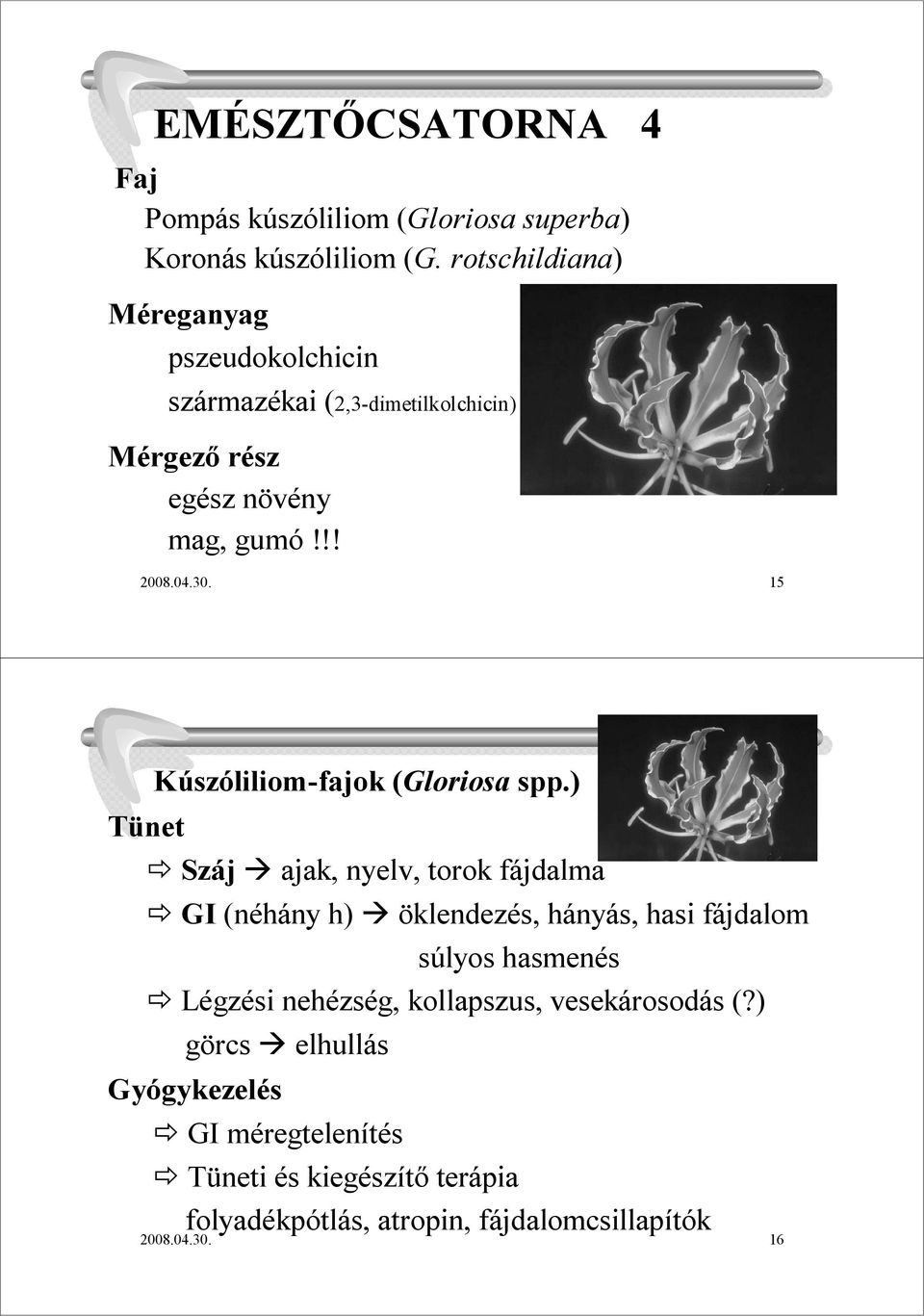 15 Kúszóliliom-fajok (Gloriosa spp.