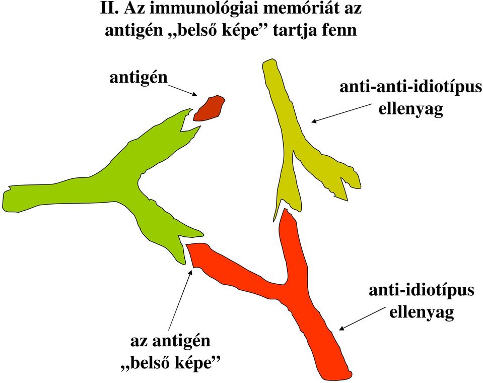 antigén anti-anti-idiotípus ellenyag