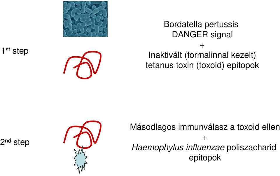 (toxoid) epitopok 2 nd step Másodlagos immunválasz