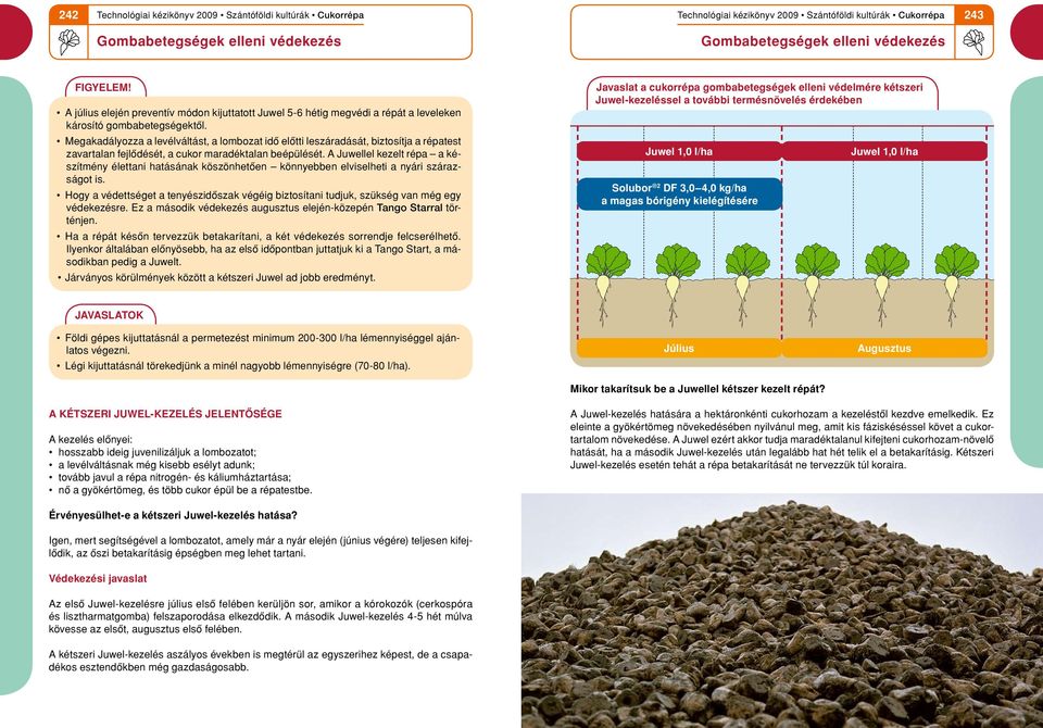 A Juwellel kezelt répa a ké - szítmény élettani hatásának köszönhetôen könnyebben elviselheti a nyári szárazságot is.
