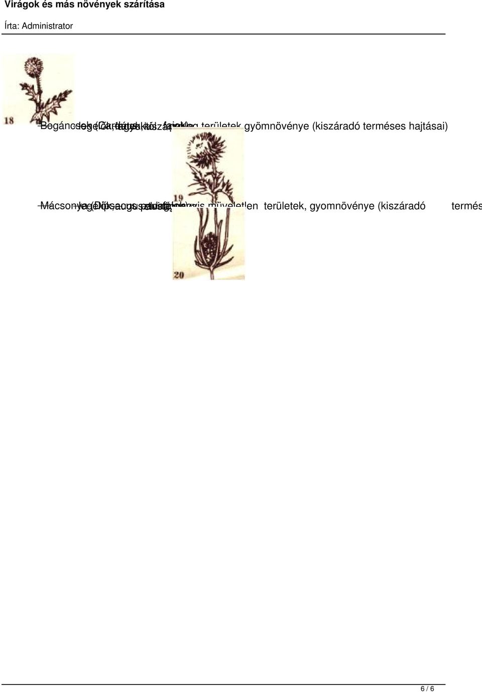 Mácsonya legelők, (Dipsacus augusztustól parlag, elvirágozva