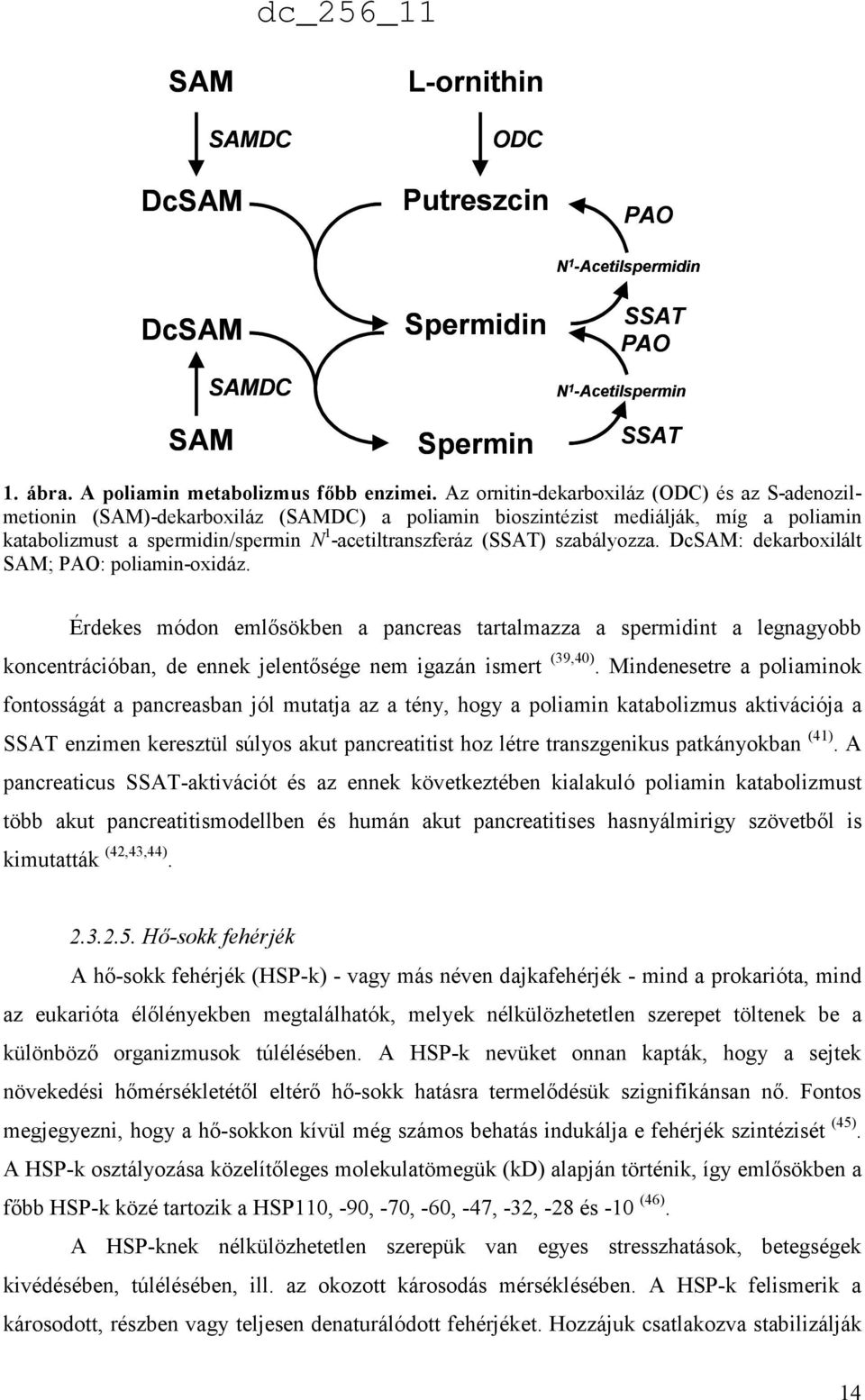 szabályozza. DcSAM: dekarboxilált SAM; PAO: poliamin-oxidáz. Érdekes módon emlősökben a pancreas tartalmazza a spermidint a legnagyobb koncentrációban, de ennek jelentősége nem igazán ismert (39,40).