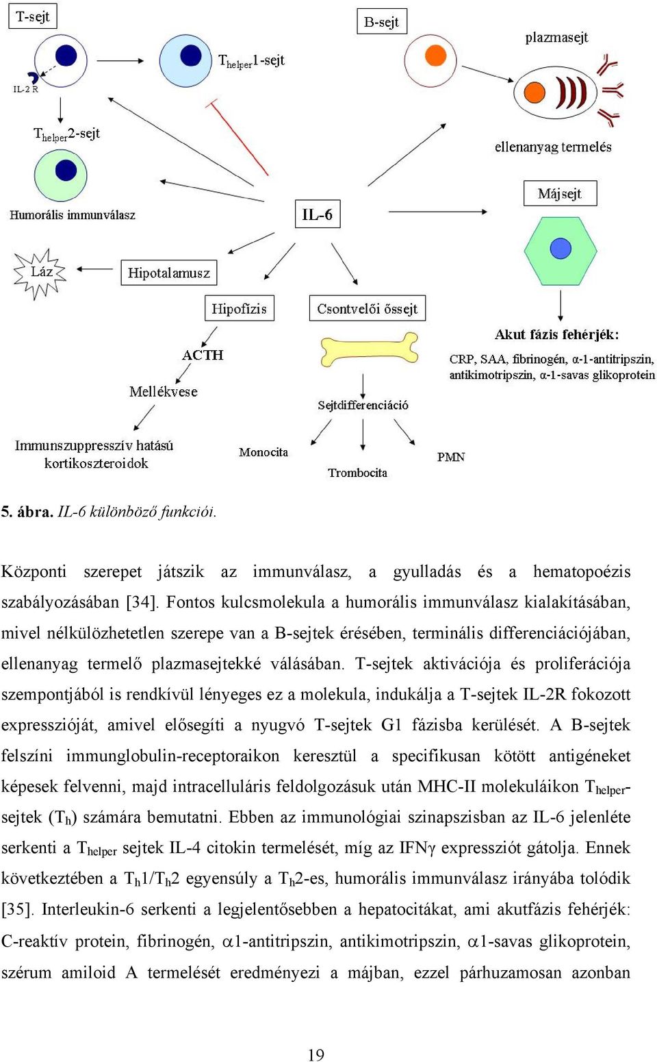 T-sejtek aktivációja és proliferációja szempontjából is rendkívül lényeges ez a molekula, indukálja a T-sejtek IL-2R fokozott expresszióját, amivel elősegíti a nyugvó T-sejtek G1 fázisba kerülését.