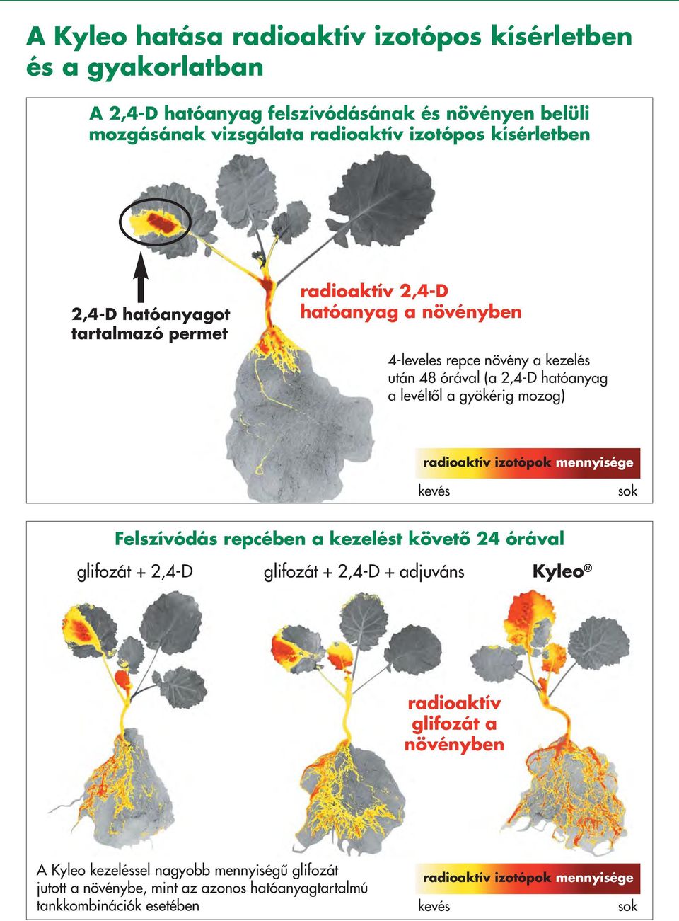 levéltôl a gyökérig mozog) radioaktív izotópok mennyisége kevés sok Felszívódás repcében a kezelést követô 24 órával + 2,4-D + 2,4-D + adjuváns Kyleo radioaktív