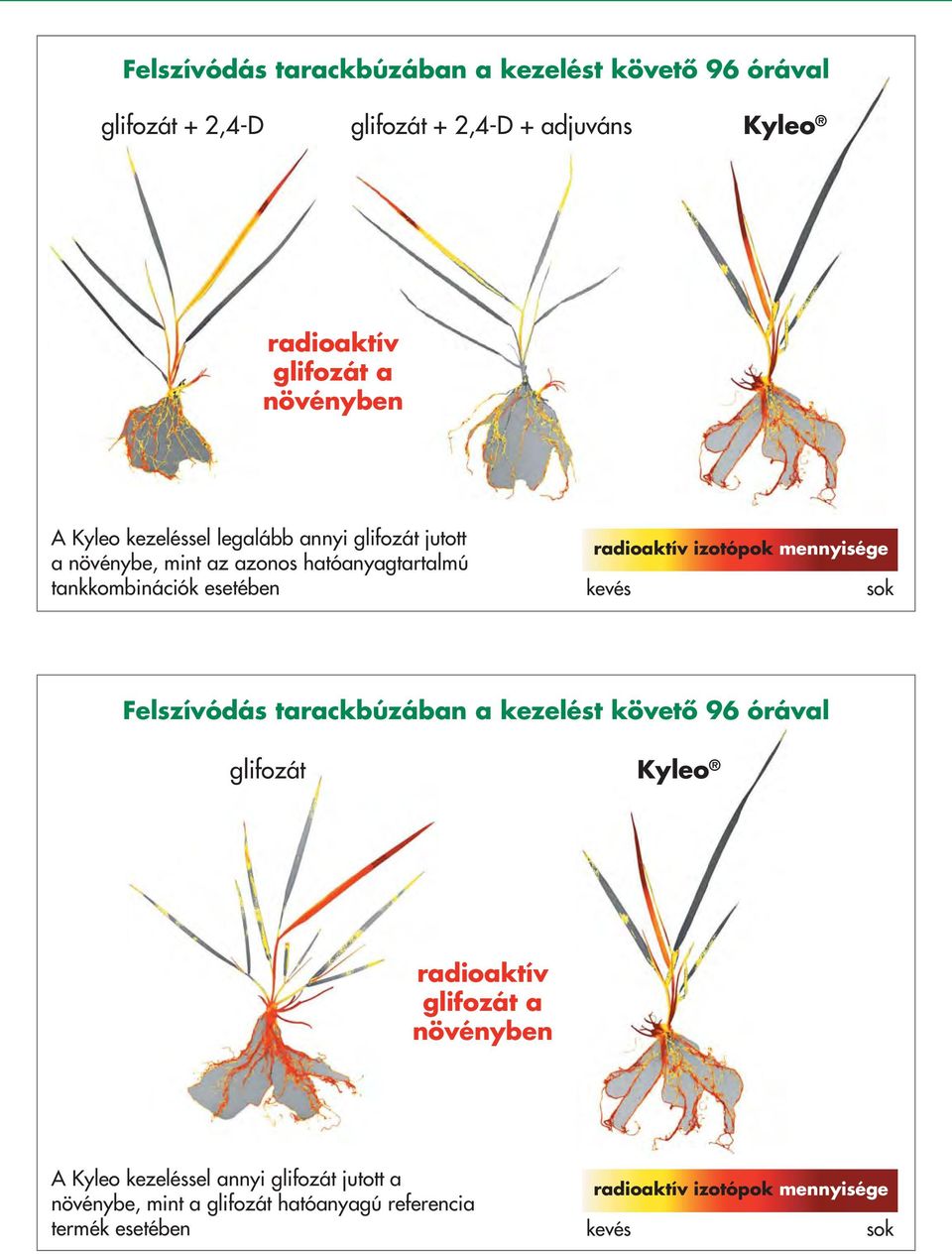 izotópok mennyisége kevés sok Felszívódás tarackbúzában a kezelést követô 96 órával Kyleo radioaktív a növényben A