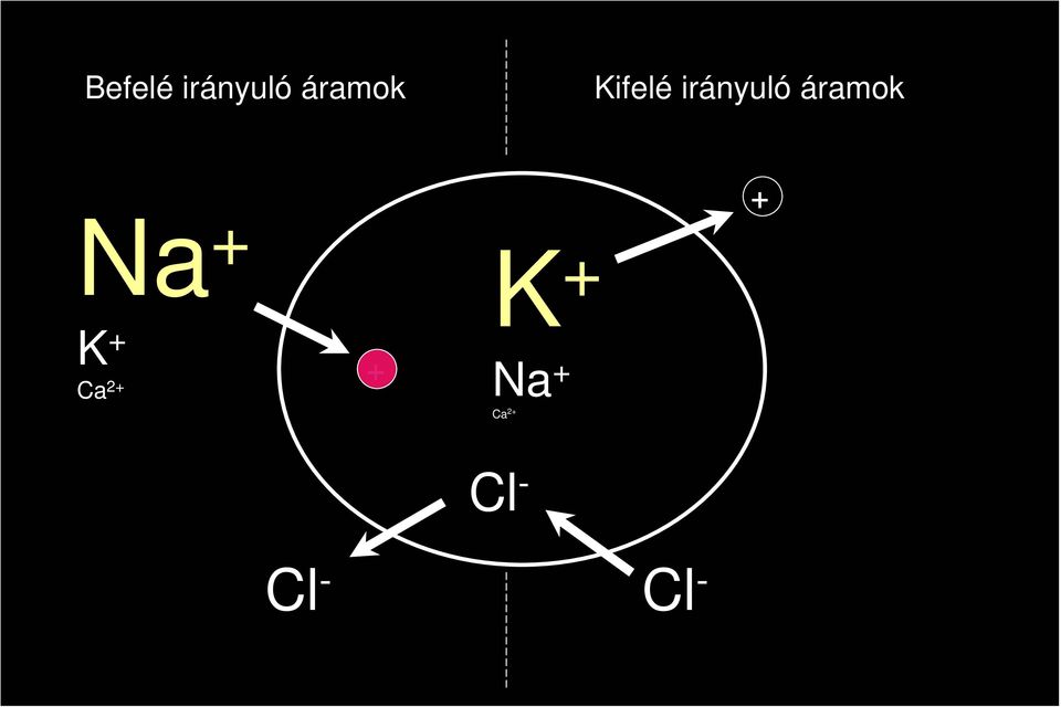 Na + K + Ca 2+ + K + Na