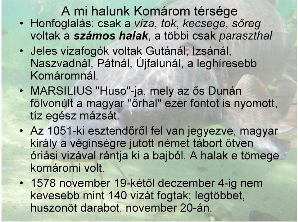 MARSILIUS "Huso"-ja, mely az ős Dunán fölvonúlt a magyar "őrhal" ezer fontot is nyomott, tíz egész mázsát.