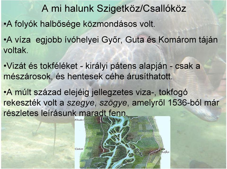 Vizát és tokféléket - királyi pátens alapján - csak a mészárosok, és hentesek céhe