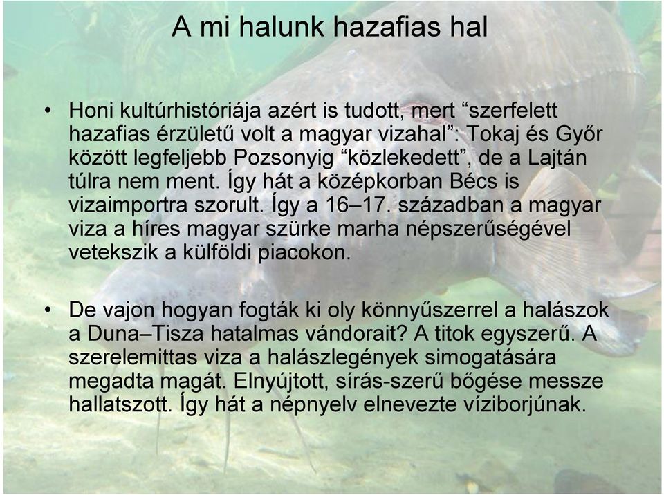 században a magyar viza a híres magyar szürke marha népszerűségével vetekszik a külföldi piacokon.