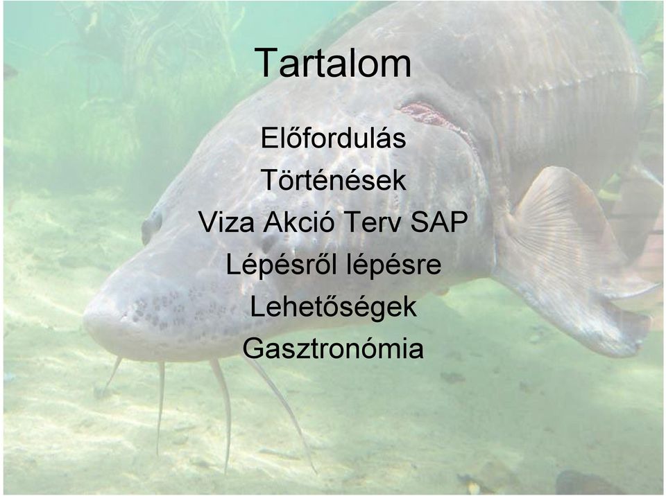Terv SAP Lépésről