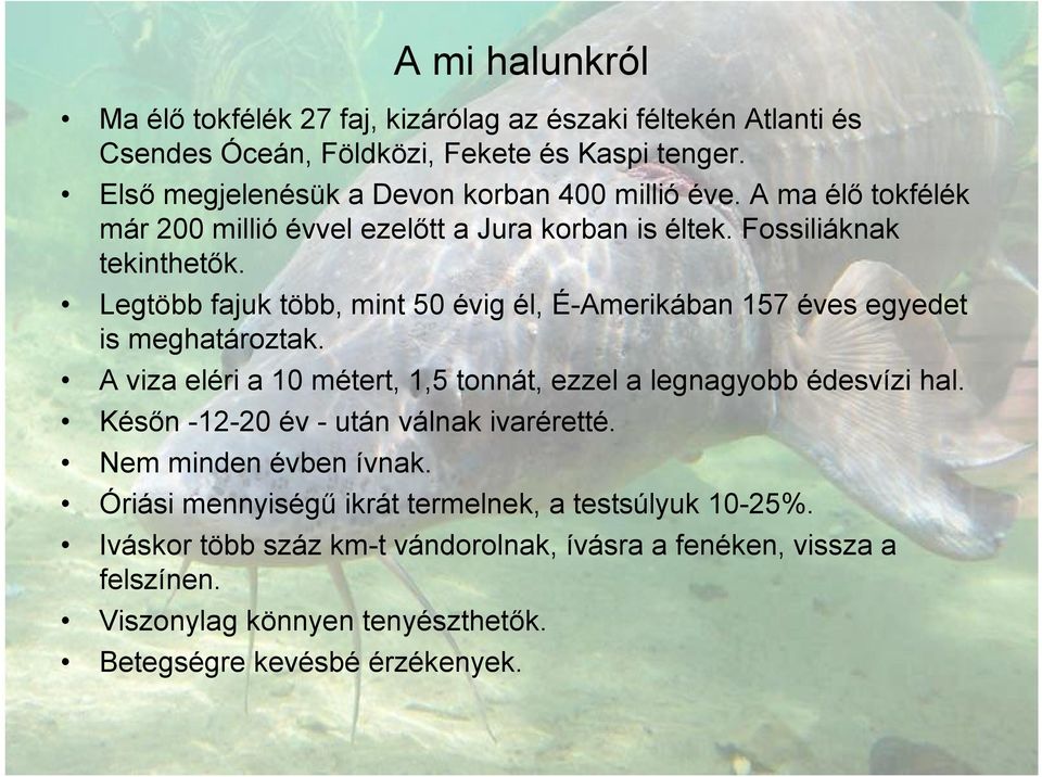 Legtöbb fajuk több, mint 50 évig él, É-Amerikában 157 éves egyedet is meghatároztak. A viza eléri a 10 métert, 1,5 tonnát, ezzel a legnagyobb édesvízi hal.