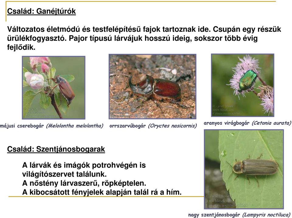 májusi cserebogár (Melolontha melolontha) orrszarvúbogár (Oryctes nasicornis) aranyos virágbogár (Cetonia aurata) Család: