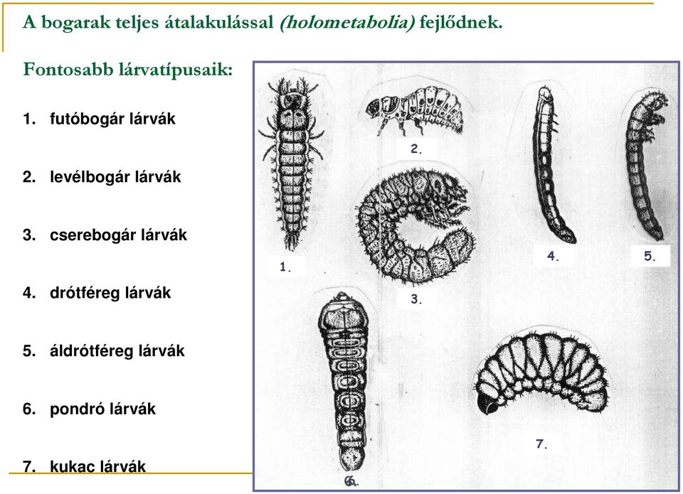 levélbogár lárvák 2. 3. cserebogár lárvák 4.