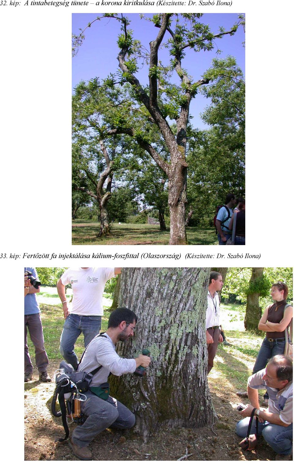 kép: Fertőzött fa injektálása