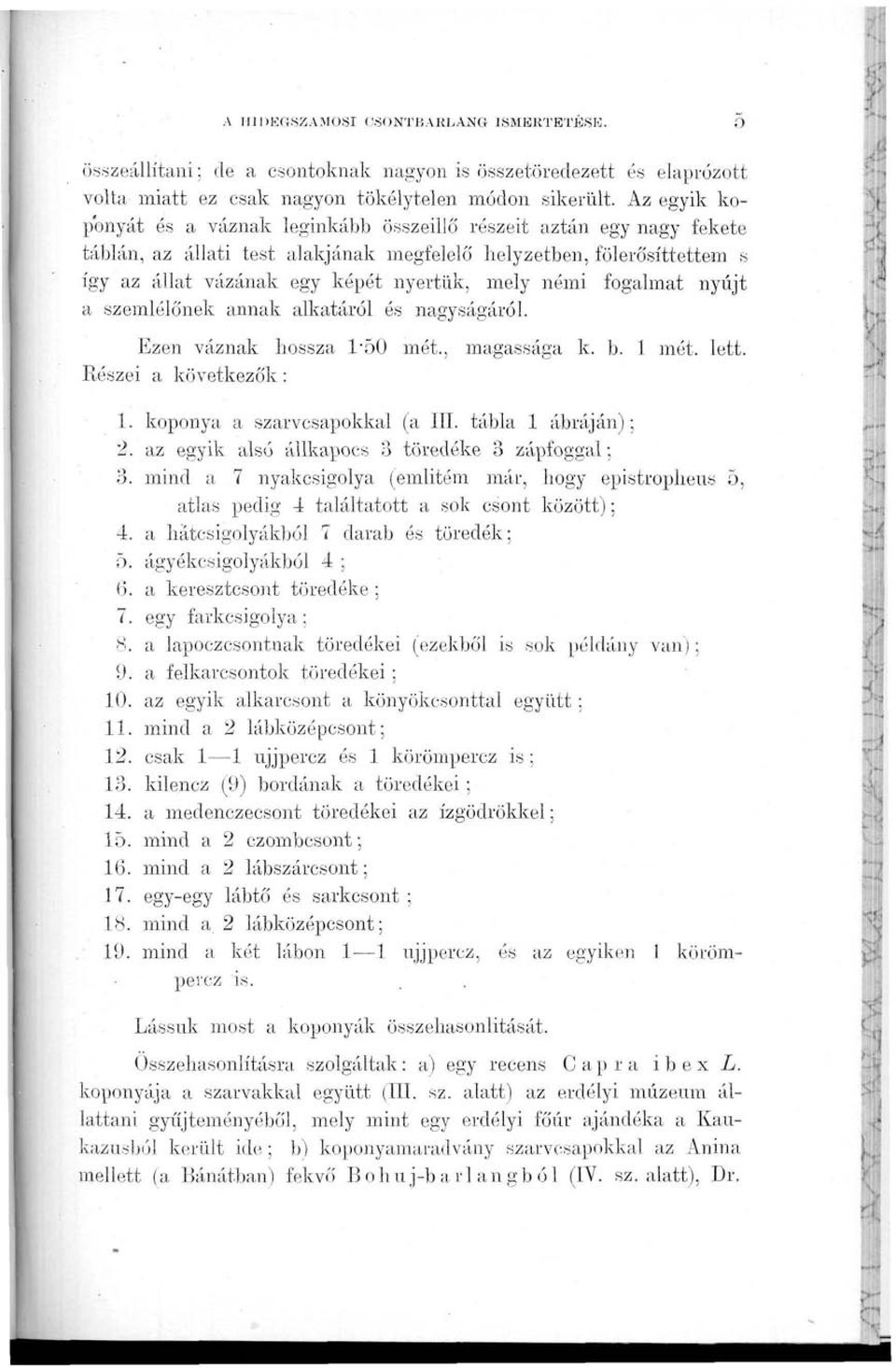 némi fogalmat nyújt a szemlélőnek annak alkatáról és nagyságáról. Ezen váznak hossza 1\50 mét., magassága k. b. 1 mét. lett. Részei a következők: 1. koponya a szarvcsapokkal (a III.