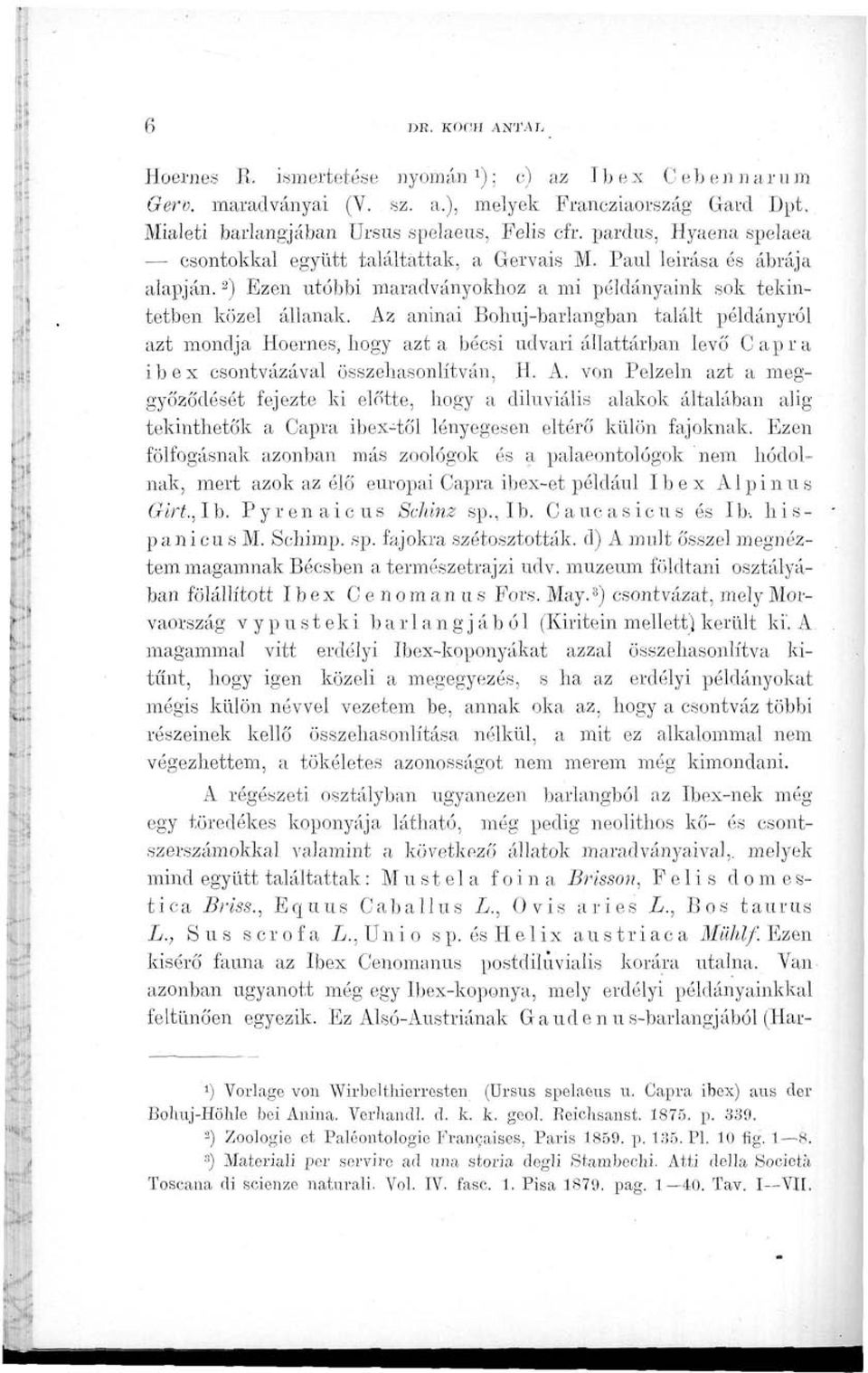 Az aninai Bohuj-barlangban talált példányról azt mondja Hoernes, hogy azt a bécsi udvari állattárban levő Capra ibex csontvázával összehasonlítván, H. A.