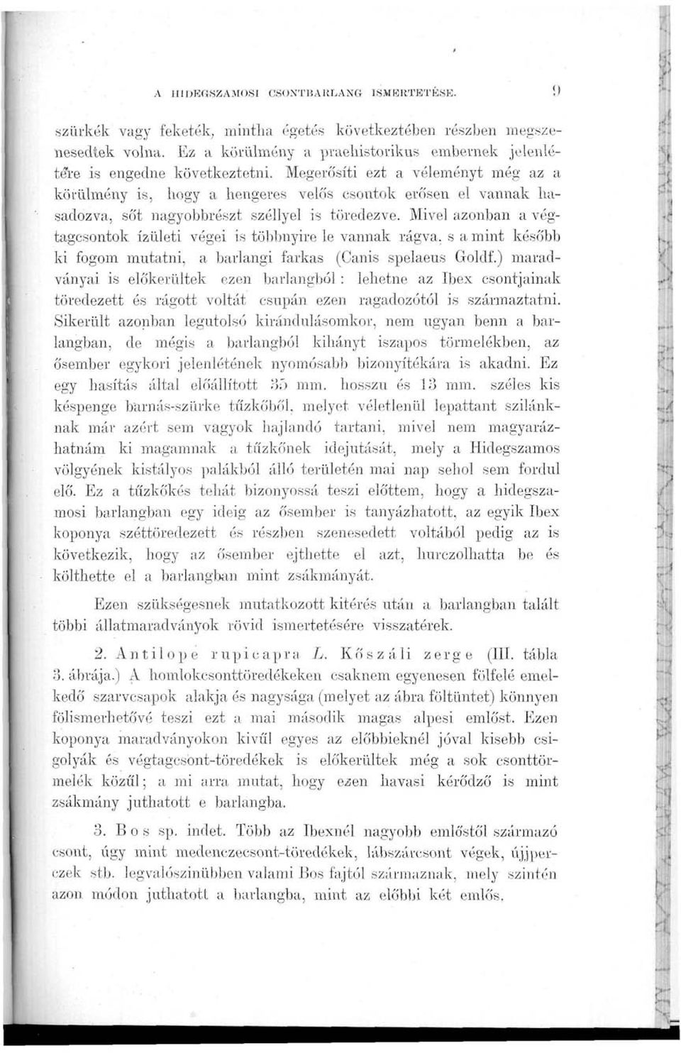 Megerősíti ezt a véleményt még az a körülmény is, hogy a hengeres velős csontok erősen el vannak hasadozva, sőt nagyobbrészt széllyel is töredezve.
