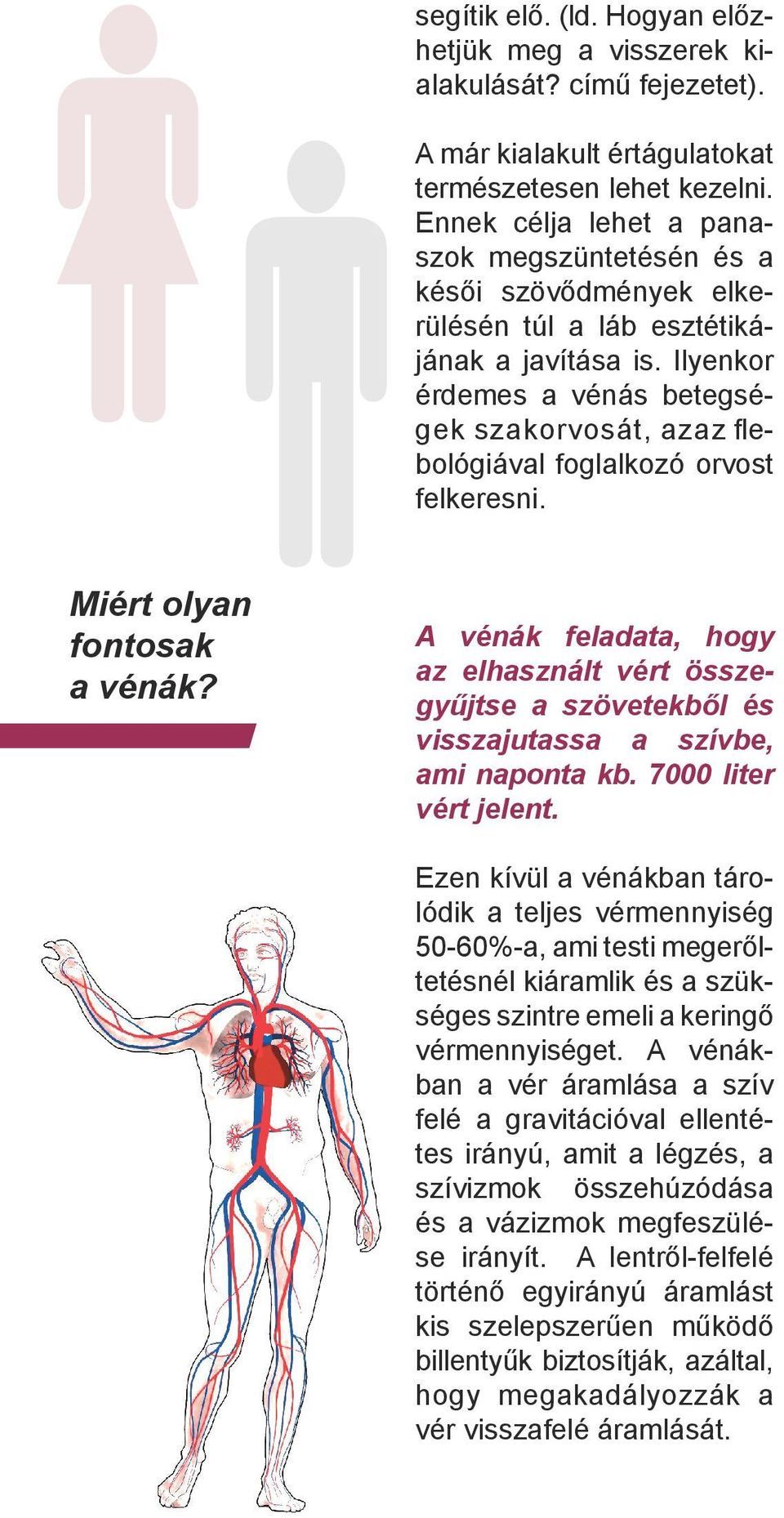 Ilyenkor érdemes a vénás betegségek szakorvosát, azaz flebológiával foglalkozó orvost felkeresni. Miért olyan fontosak a vénák?