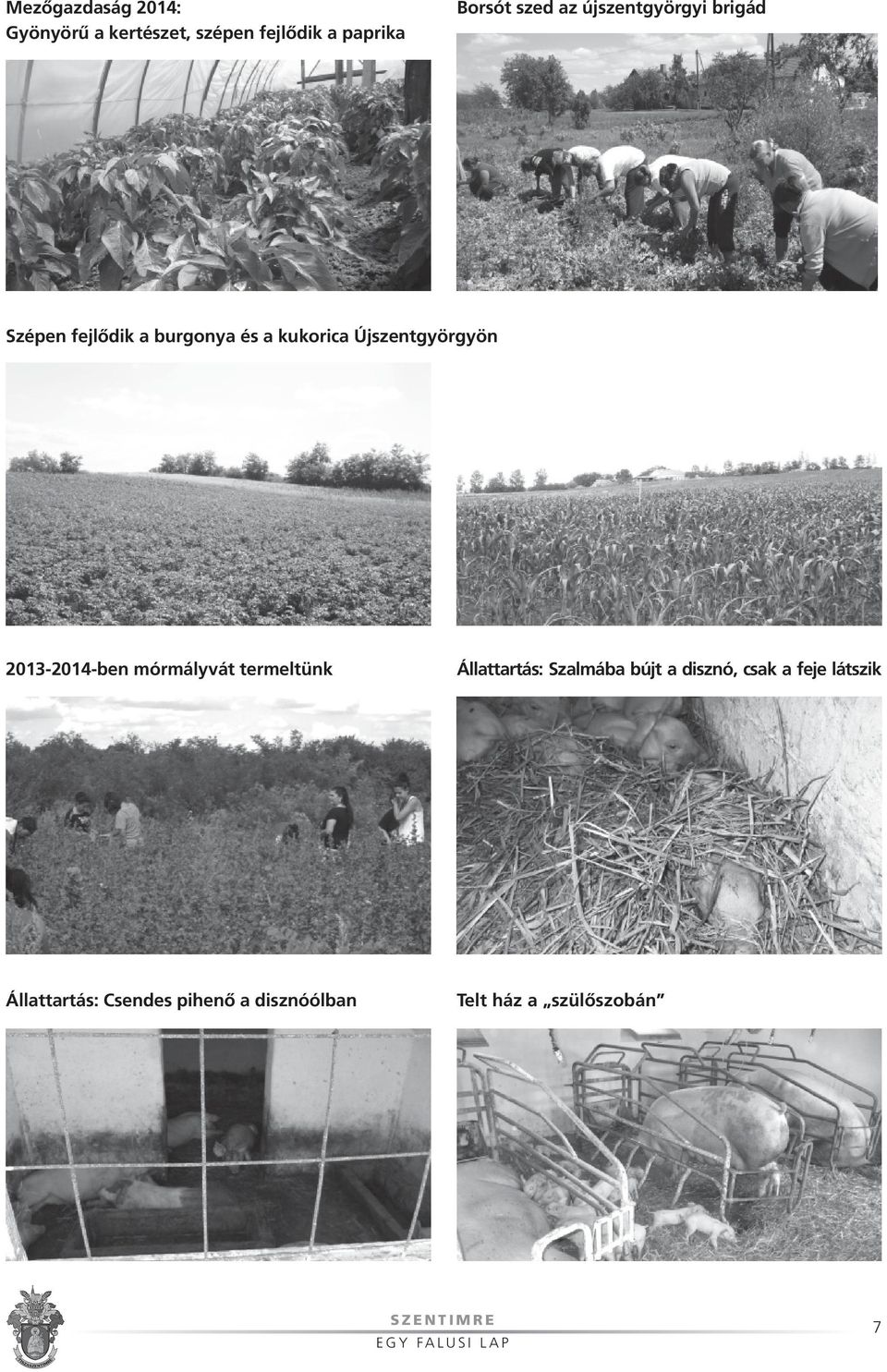 Újszentgyörgyön 2013-2014-ben mórmályvát termeltünk Állattartás: Szalmába bújt